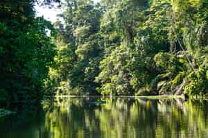 Admire the forest on a float trip in Arenal
