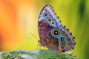 See the butterflies of Monteverde Cloud Forest