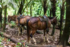 Explore the diversity of Monteverde on horseback 