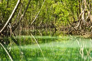 See Manuel Antonio's mangroves in Damas Island