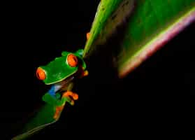 See wildlife on a night walk in Manuel Antonio