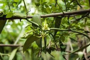 Visit a vanilla farm plantation in Manuel Antonio