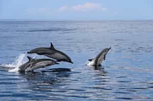 Spot dolphins and whales in Guanacaste 