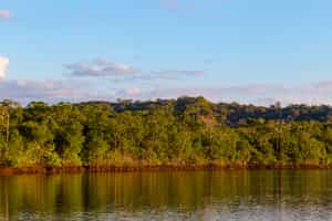 Spot wildlife kayaking along the mangrove forest