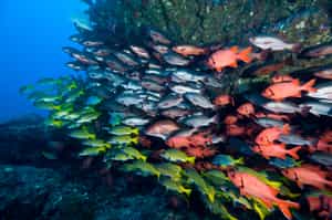 Spot marine life out scuba diving in Guanacaste