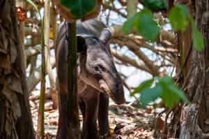 Look for peccaries, monkeys and tapirs on a hike