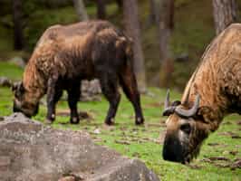 Spot wildlife in the Royal Takin Preserve, Thimphu