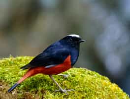 Spot the native and migratory birds of Punakha