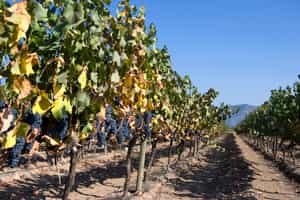 Go wine tasting in the Maipo Valley near Santiago