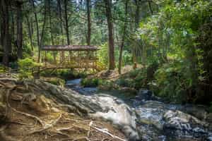 Visit the nature reserve of Arvi Park, Medellin