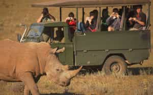 Go on a Schotia Tooth & Claw Safari