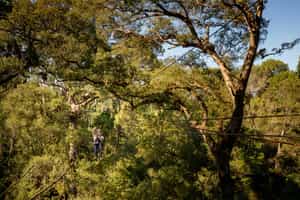Zipline through the Tsitsikamma Forest canopy 