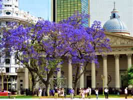 See the Metropolitan Cathedral in Buenos Aires