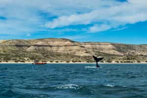 Spot whales on a boat ride in Peninsula Valdes