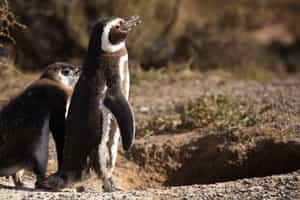 Visit the biggest penguin rookery on the continent