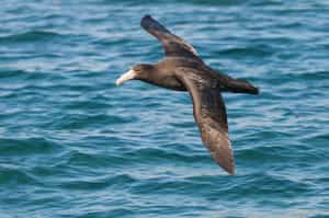 Spot vast numbers of sea birds in Peninsula Valdes