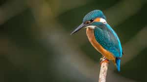 Explore Bali's mangroves and spot wildlife by boat