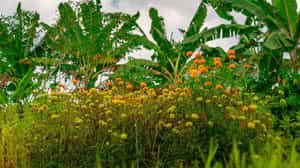 Go on a botanical walk with a plant expert in Ubud