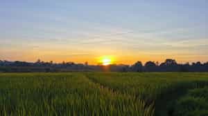 Take a sunrise/sunset golden hour walk in Ubud