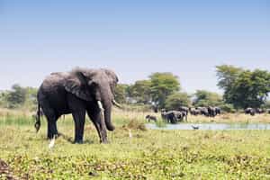 Explore the diversity of Liwonde National Park