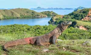 See komodo dragons on the island of Rinca