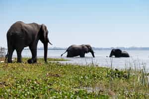 Liwonde National Park