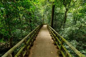 Visit the Cuc Phuong Primate Reserve