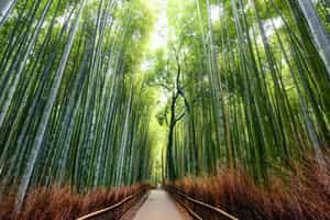 Walk through Arashiyama’s bamboo groves in Kyoto