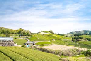 Visit a tea farm in the Wazuka region of Kyoto