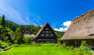 Explore Shirakawago's iconic grass houses