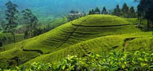 Biking Tour in Galle Fort and a Tea factory visit