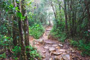 Go trekking in Kanneliya Rainforest