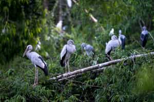 Visit the Thung Nham Bird Sanctuary in Ninh Binh
