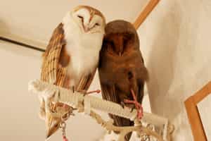 Have tea with the residents of the Owl Cafe, Tokyo
