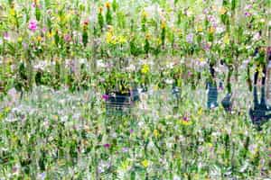 Visit the Team Labs Digital Art Museum in Tokyo