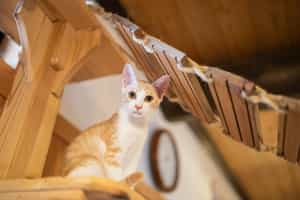 Befriend the feline residents at a Cat Cafe, Tokyo