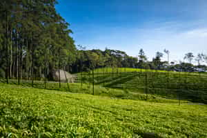 See the first Sri Lankan tea estate, Loolecondera