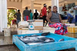Visit the local fish market of Galle