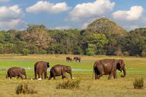 Go on a game drive in Minneriya National Park