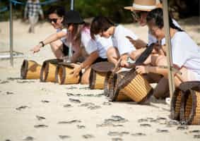 Go on a sea turtle hatching tour on Con Dao Island