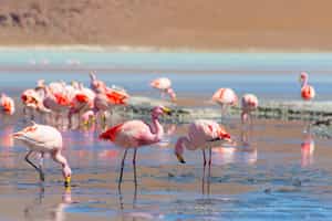 Encounter flamingos at Laguna Colorada, Uyuni