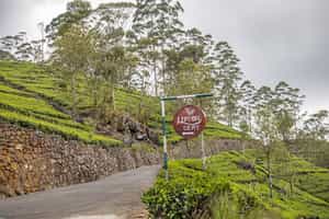 Visit Lipton’s Seat tea estate in Haputale