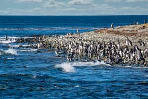 Witness the Magellanic penguins of Punta Arenas