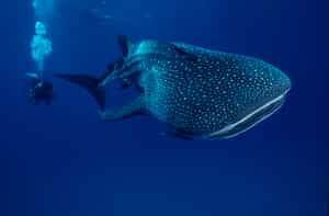 Scuba dive with whale sharks in Khao Lak