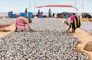 Explore the legendary Negombo fish market