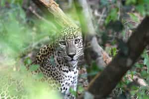 Spot leopards on a jeep safari through Wilpattu