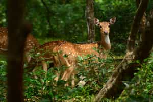Go on a walking safari in Wilpattu National Park