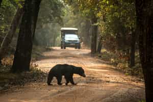 Keep your eyes peeled for sloth bears in Wilpattu