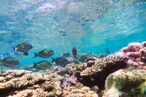 Go snorkelling in the waters of Pigeon Island