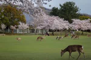 Take a wander through Nara Park in Kyoto